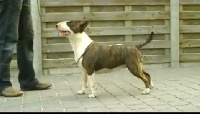Étalon Bull Terrier - Moonlight morfeusz opalplast
