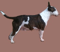 Étalon Bull Terrier Miniature - Chupa chups Des gardiens de gaia