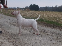 Étalon Bull Terrier - Heaven White Greta garbo