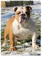 Étalon Bulldog Anglais - Fresia rolexa rosa des Seigneurs du clan d'or