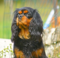 Étalon Cavalier King Charles Spaniel - E.belle Du tison d'argence