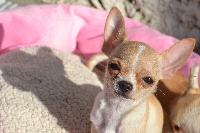 Étalon Chihuahua - Miss arizona outwes't