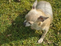 Étalon Chihuahua - Fripouille De la chamade