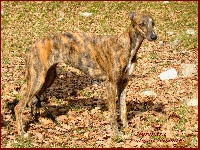 Étalon Greyhound - Hysandra Du domaine de pharamond