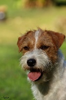 Étalon Jack Russell Terrier - orignal master's voice Evergreen day