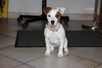 Étalon Jack Russell Terrier - Gazelle d'Edennefamily