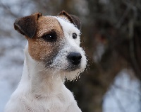 Étalon Parson Russell Terrier - CH. Goliath of jack and co.