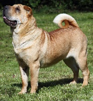 Étalon Shar Pei - Gobi de Sha Pei Gou