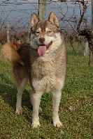 Étalon Siberian Husky - Magic Wolf Ghost rider