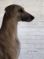 Étalon Sloughi - CH. Chams al dins el arabi Of love arab beauty