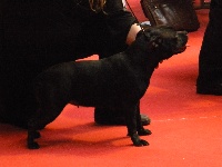Étalon Staffordshire Bull Terrier - God save the queen des Bruns d'Averone