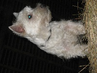 Étalon West Highland White Terrier - Grain d'amour du Domaine de Souvigny