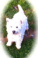 Étalon West Highland White Terrier - Harmony du clos des Argousiers