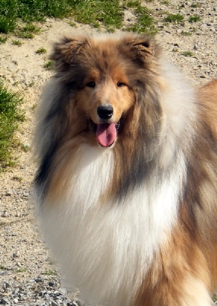 Higgins blond Du Chemin des Randonnées