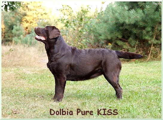 CH. dolbia Pure kiss