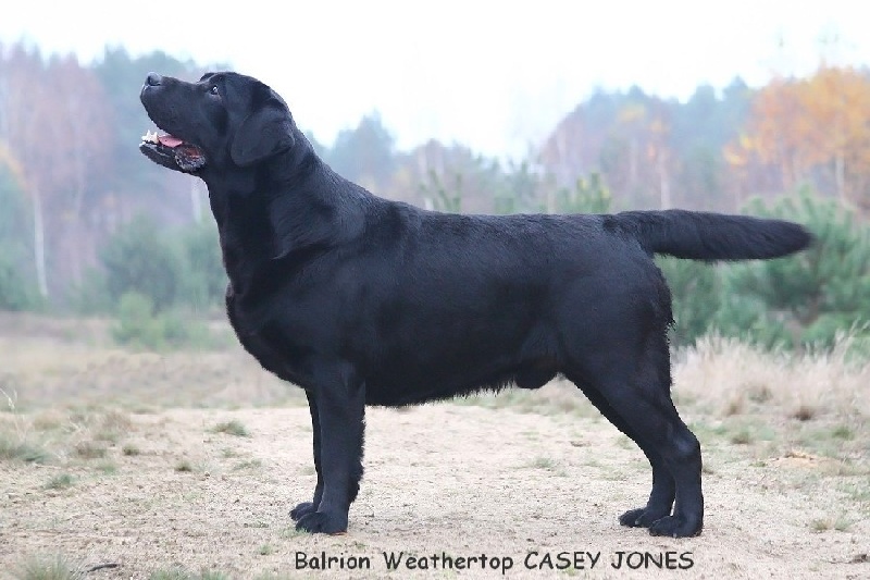 Labrador Retriever - balrion weathertop Casey jones