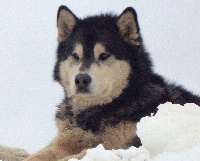 Étalon Alaskan Malamute - Be wolf and cool (dit amarok) of Mac Kinley Tribe