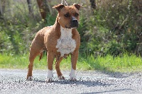 Étalon American Staffordshire Terrier - Dior i love you des Guerriers Occitans