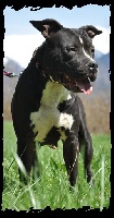 Étalon American Staffordshire Terrier - Black runaway of daft raptors