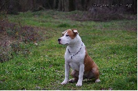 Étalon American Staffordshire Terrier - Hasta la vista de Paco Original's Staff