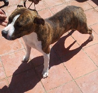 Étalon American Staffordshire Terrier - Léa de cans juansa