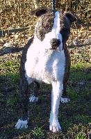 Étalon American Staffordshire Terrier - Bailla the queen du domaine de Zeus