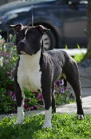 Étalon American Staffordshire Terrier - Gi black star du domaine de Zeus