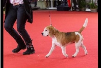 Étalon Beagle - CH. U'derzo de Maxcecan