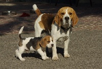 Étalon Beagle - Eh kaiser de Maxcecan