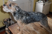Étalon Border Terrier - Folle-dingue de Kibéfa