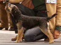 Étalon Border Terrier - CH. Gueville Ella  elle  l'a