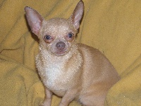 Étalon Chihuahua - Ginger De la chamade