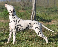 Étalon Dalmatien - les chiens de florence Grace kelly