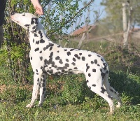 Étalon Dalmatien - les chiens de florence Domino