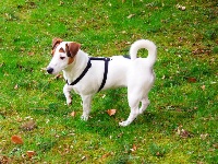 Étalon Jack Russell Terrier - Heavenn Des Lutins De La Seine