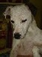 Étalon Jack Russell Terrier - Chelsea des Crocs de Heurtevent