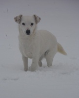 Étalon Jack Russell Terrier - Butterfl 'highland Gaby white