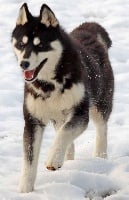Étalon Siberian Husky - Hunka de L'Igloo des Sables