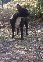 Étalon Staffordshire Bull Terrier - Fendi (Sans Affixe)