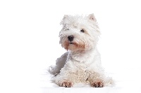 Étalon West Highland White Terrier - Fifty-fifty of White Thistle