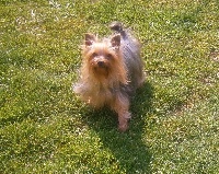 Étalon Yorkshire Terrier - Félicity de Philernamos