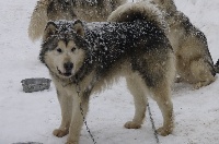 Étalon Alaskan Malamute - Hermes (Sans Affixe)