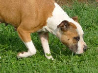 Étalon American Staffordshire Terrier - Ellya (Sans Affixe)