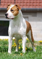 Étalon American Staffordshire Terrier - Frael Sly