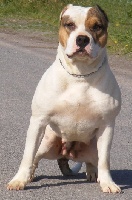 Étalon American Staffordshire Terrier - Banana moon appelée banja Of big-idle