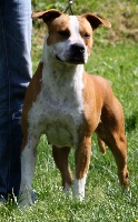 Étalon American Staffordshire Terrier - Superior girl king of ring's