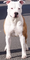 Étalon American Staffordshire Terrier - Genji Lords of Darkness
