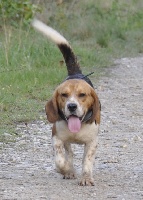 Étalon Beagle - Galopin du Puy Brandet