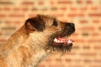 Étalon Border Terrier - Luciole du grand babin