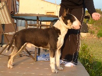 Étalon Bull Terrier - Thud and cuddles Going to the top